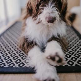Gertie - Aussiedoodle