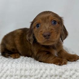 Zeppelin - Dapple male Dachshund puppy in Pulaski, Tennessee from Billboard Doxies