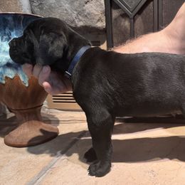 Cane Corso Puppies from Protectors in the Palms
