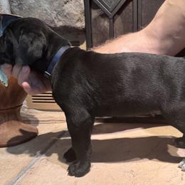 Cane Corso Puppies from Protectors in the Palms