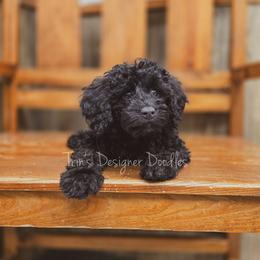 Obsidian - Black and white male Aussiedoodle puppy in Centreville, Mississippi from Trin's Designer Doodles