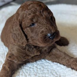 Lime Green - Red  male Goldendoodle puppy in Connecticut from Valley View Doodles