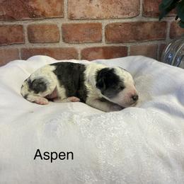 Aspen - female Golden Mountain Doodle puppy in Powell, Wyoming from Doodles of Joy