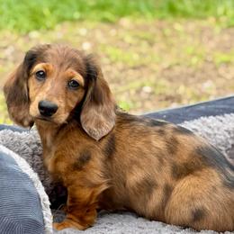 Cena - Red male Dachshund puppy in Tampa, Florida from EntityDachs