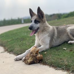 German Shepherd and White Shepherd Puppies from Scenic Creek German Shepherds