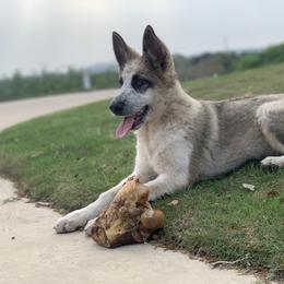 German Shepherd and White Shepherd Puppies from Scenic Creek German Shepherds