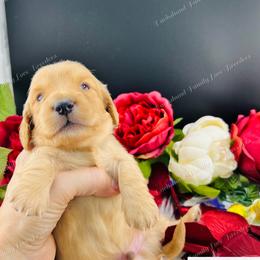 Dachshund Puppies from Dachshund Family Love Breeders
