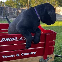 Labrador Retriever Puppies from Whispering Valley Labs