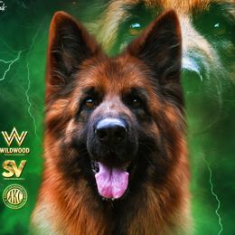 CYPRUS - German Shepherd