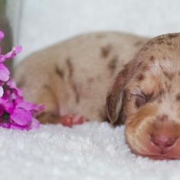 Fabian - Chocolate and cream male Dachshund puppy in Bellville, Ohio from JK Mini Doxies