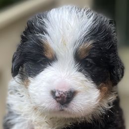 Juniper - Black rust and white female Bernese Mountain Dog puppy in Fountain, North Carolina from Stargirl Bernese Mountain Dogs