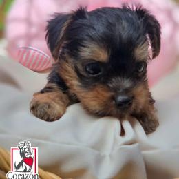 Bingo - Black and tan female Yorkshire Terrier puppy in California from Corazon de gigante