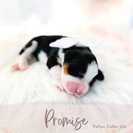 Promise - Tri-color female Bernedoodle puppy in Mahomet, Illinois from Jordan Family Doodles