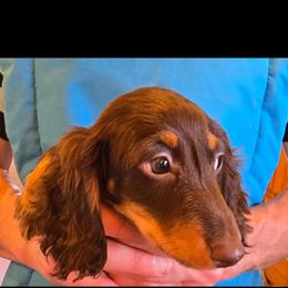 Hazel's boy - Chocolate and tan male Dachshund puppy in Lyle, Washington from Wines Wienery