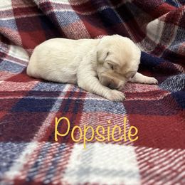 Girl 1 - Yellow Labrador Retriever puppy in Moyock, North Carolina from Rose Breyer Retrievers