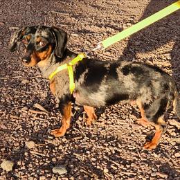 Cami - Dapple female Dachshund puppy in Penrose, Colorado from Double Trouble Dachshunds