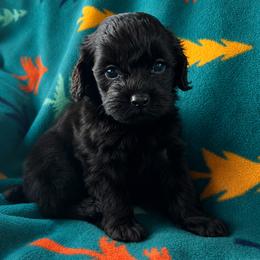 Luna - Black female Cockapoo puppy in Mayville, Michigan from Kathy Maize