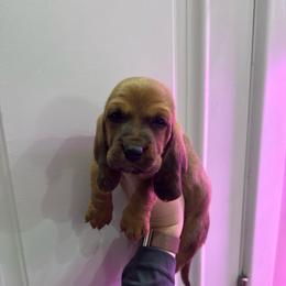 Draco Malfoy - Mahogany and white male Basset Hound puppy in Leroy, Michigan from Iron Sentry Farms