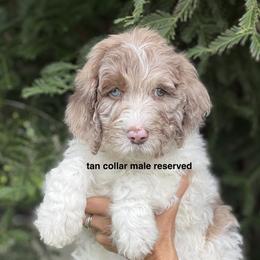 Tan collar boy - male Newfypoo puppy in Fairfield, California from Twin Sisters Doodles