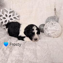 Frosty - Parti male Poodle puppy in Osage Beach, Missouri from Pups Are Us