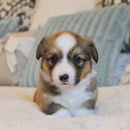 Porsche (fluffy) - Red female Pembroke Welsh Corgi puppy in Goliad, Texas from Rogers’ Fluffy Butt Corgis