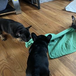 French Bulldog Puppies from Stratton Kennel