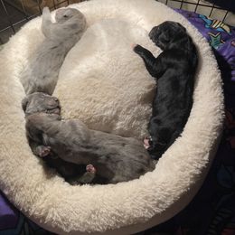 Great Dane Puppies from East Coast Great Danes