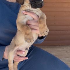Fawn boy - Fawn male Perro de Presa Canario puppy in Leitchfield, Kentucky from Rey Gladiador Presa Canario
