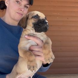 Fawn boy - Fawn male Perro de Presa Canario puppy in Leitchfield, Kentucky from Rey Gladiador Presa Canario