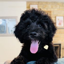 Bernedoodle and Goldendoodle Puppies from A.N.A. Doodles