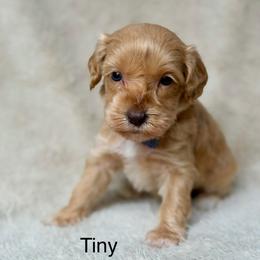Tiny - Caramel male Australian Labradoodle puppy in Londonderry, New Hampshire from Granite State Labradoodles