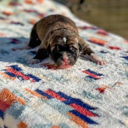 Purple collar - Brindle female Anatolian Shepherd Dog puppy in Spokane, Washington from 4D Cattle Dogs