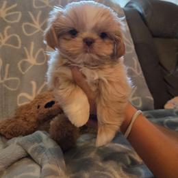 Hot Cheeto - Gold and white male Shih Tzu puppy in Surprise, Arizona from Ashlee's Shih Tzus