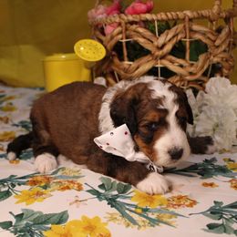 Reece - Brown and white male Bernedoodle puppy in Peyton, Colorado from Peyton Doodles