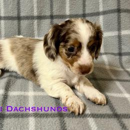 Sandy - Dapple female Dachshund puppy in Carlsbad, Texas from MV Mini Dachshunds