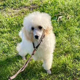 Little girl - Cream female Poodle puppy in Rockvale, Tennessee from Cosmic Chinese Cresteds & Wind-Echo Poodles