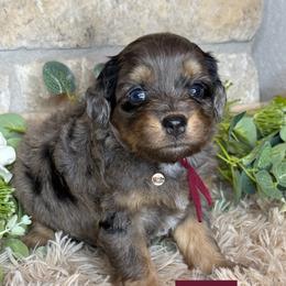 Aussiedoodle Puppies from Doodles by Dada