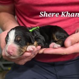 Shere Khan - Tri-color male Bernedoodle puppy in Blackfoot, Idaho from Draper Mountain Doodles