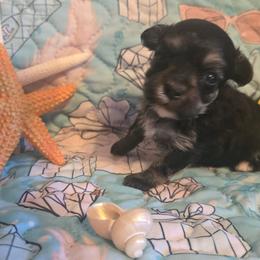 Tiny Mazie - Phantom female Poodle puppy in Wittmann, Arizona from Marlees Puppies 1