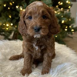 Female pink - Goldendoodle puppy from Tails and Trails Doodles