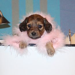 Dachshunds from Frostdox Dachshunds