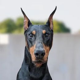 Jae - Doberman Pinscher