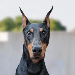Jae - Doberman Pinscher