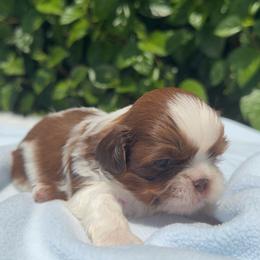 Boy3 - Black and white male Shih Tzu puppy in Covina, California from Shih_doodle_Co