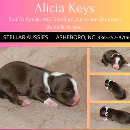 Alicia Keys - Red tri-color female Australian Shepherd puppy in Asheboro, North Carolina from Stellar Aussies