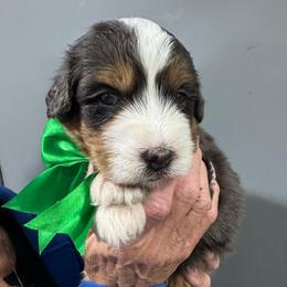 Green - Blue merle male Bernedoodle puppy in Petersburg, Michigan from Brittany’s Mini Bernedoodles