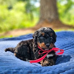 Beau - Tri-color male Bernedoodle puppy in Russell Springs, Kentucky from 270 Doodles