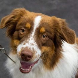 Australian Shepherds from Pine River Australian Shepherds