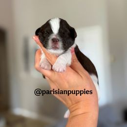 Birch - Liver and white female Shihpoo puppy in Spring Hill, Florida from Parisian Puppies