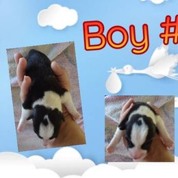 Pembroke Welsh Corgi Puppies from Country Rain Corgis